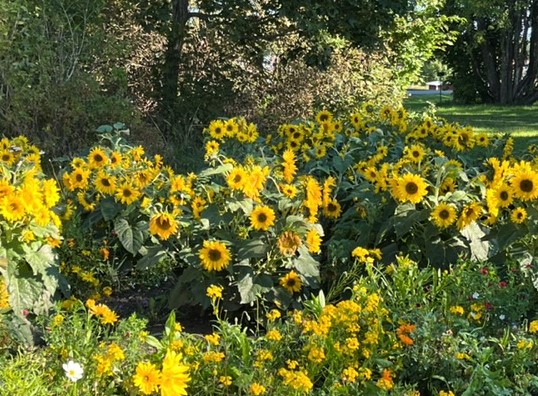 Blomsteröar sätter färg på parkområdet och berikar det lokala insekts- och djurlivet.
