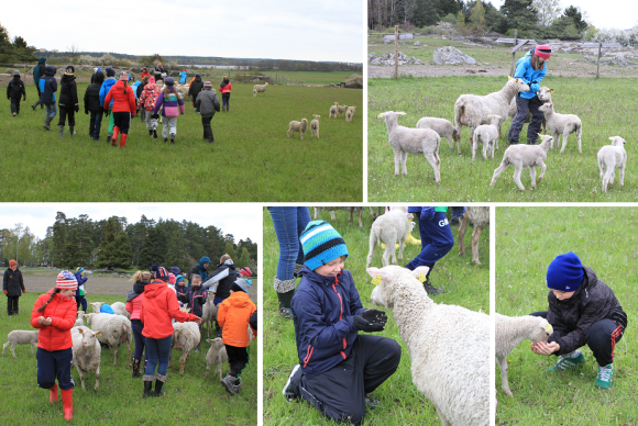 Besöket i fårhagen var dagens höjdare för de flesta. Lammen var så ulliga och gulliga!
