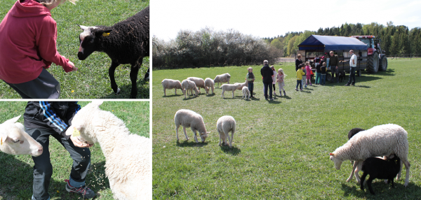 Ulliga och gulliga får och ännu sötare lamm var sugna på korn.