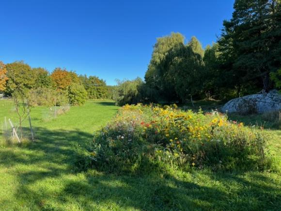 &Auml;ngsblomster och fruktträd skapar ett mervärde - och då inte bara för insekter och fåglar utan även för oss andra.