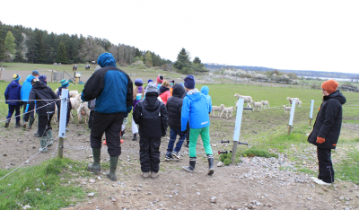 Fåren och lammen kom springande för att möta oss när vi skulle in i fårhagen. Många barn betyder uppenbarligen att det vankas mat.
