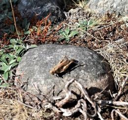 Trumgräshoppan finns bara på ett fåtal platser i Sverige och är utrotningshotad. En av platserna den finns på är Rösaring i Bro där undertecknad hade tur att få se den en varm och fin dag i augusti förra året.