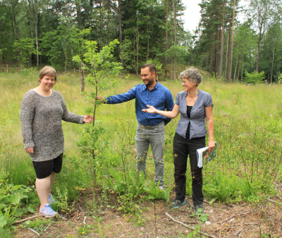 Ek är ett av ädellövsträden, kanske det ståtligaste och ädlaste av dem alla. Sara Ridderstedt, Mattias Peterson och Maria Elfström förevisar ett av am-träden som planterats för att likt en mamma skydda alla småträden.