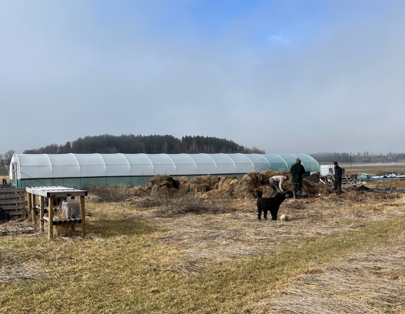 I tunnelväxthuset är det mesta förberett för årets tomatplantor. 